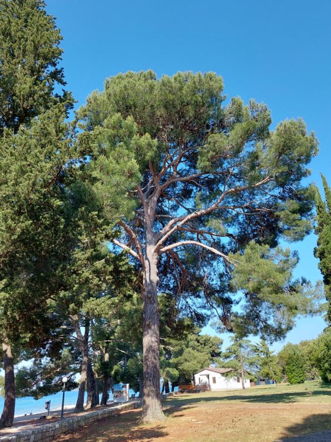 Apartmani Prodan 2 Fažana Kültér fotó